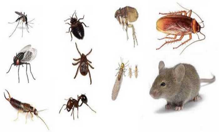 مكافحة الحشرات في البكيرية